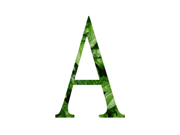 Buchstabe Des Alphabets Mit Frischem Grünen Blatt Isoliert Auf Weißem — Stockfoto