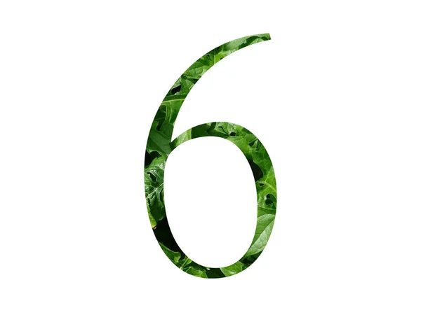 Αριθμός Του Αλφαβήτου Γίνεται Φρέσκο Πράσινο Φύλλο Απομονώνονται Λευκό Φόντο — Φωτογραφία Αρχείου