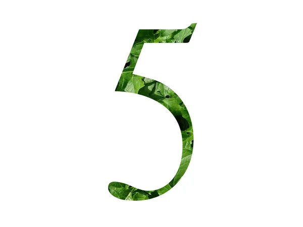 用新鲜绿叶制成的字母表的第5号 用白色背景隔开 — 图库照片