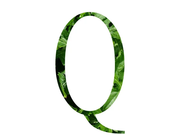 字母Q 由新鲜的绿叶制成 用白色背景隔开 — 图库照片