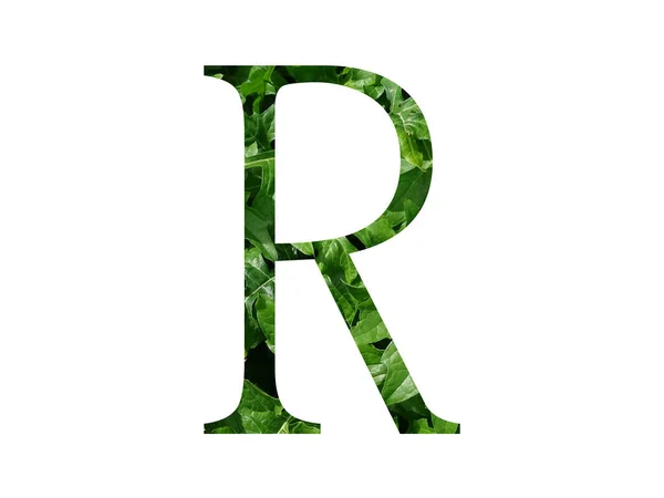 字母R 由新鲜的绿叶制成 用白色背景隔开 — 图库照片