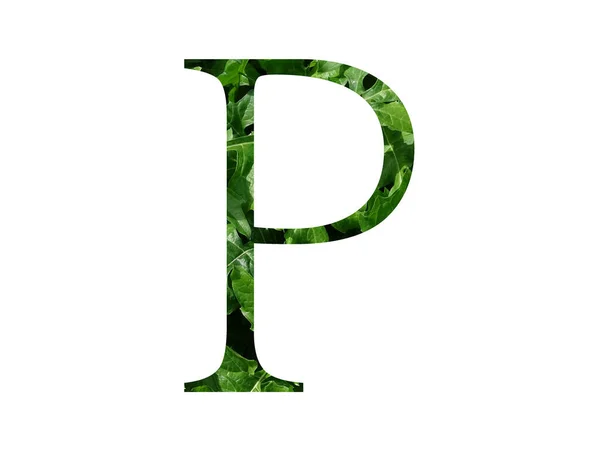 白を基調とした新緑の葉で作られたアルファベットの文字P — ストック写真