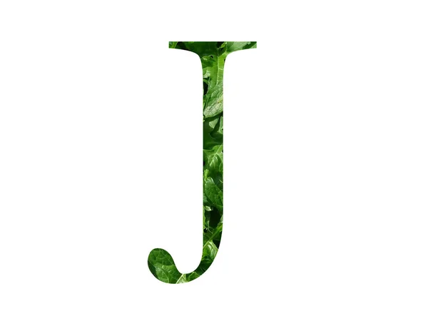 Alfabedeki Harfi Taze Yeşil Yapraklı Beyaz Arka Planda Izole Edilmiş — Stok fotoğraf