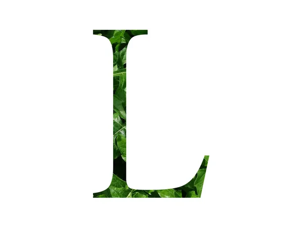 Letter Alphabet Made Fresh Green Leaf Isolated White Background — Stock Photo, Image
