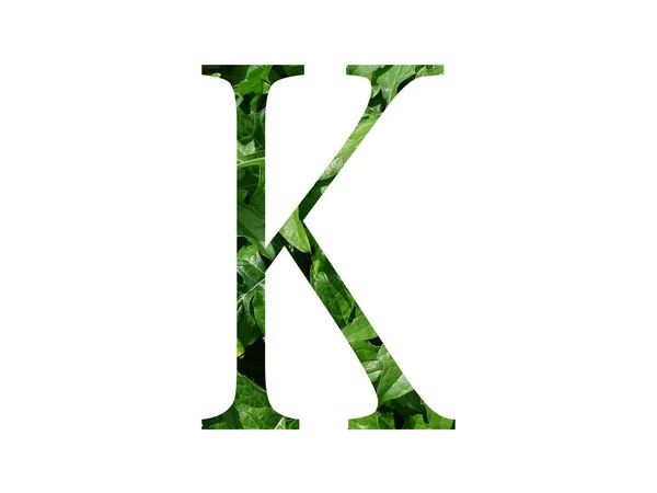 緑の葉で作られたアルファベットの文字Kは 白い背景に隔離されています — ストック写真