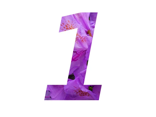 Número Alfabeto Feito Com Flor Rosa Rhododendron Isolado Fundo Branco — Fotografia de Stock