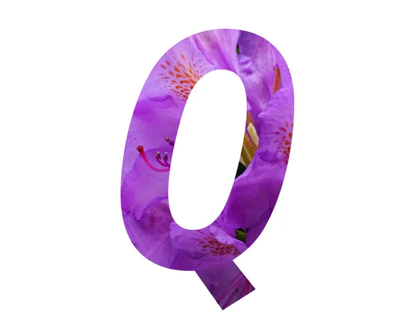 用杜鹃粉红的花制成的字母表中的字母Q 用白色背景隔开 — 图库照片