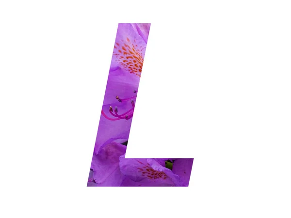 Buchstabe Des Alphabets Mit Rosa Blume Aus Rhododendron Isoliert Auf — Stockfoto