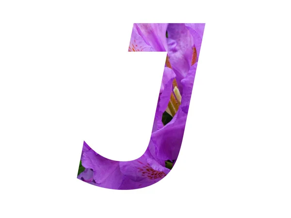 Літера Алфавіту Зроблена Рожевої Квітки Рододендрона Ізольована Білому Тлі — стокове фото