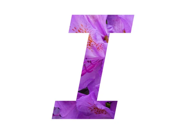 Bokstav Alfabetet Med Rosa Blomma Rhododendron Isolerad Vit Bakgrund — Stockfoto