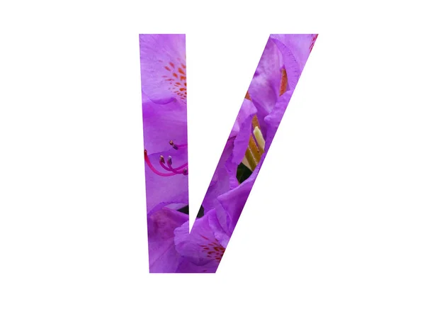 白地に孤立したツツジのピンク色の花で作られたアルファベットの手紙V — ストック写真