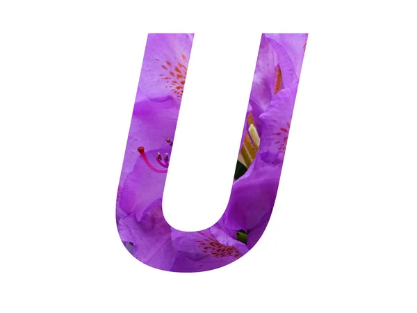 Буква Алфавита Розового Цветка Рододендрона Выделенного Белом Фоне — стоковое фото