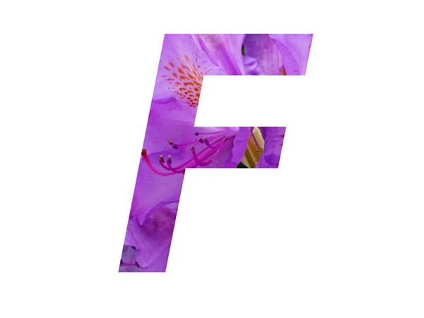 Буква Алфавита Розового Цветка Рододендрона Выделенного Белом Фоне — стоковое фото