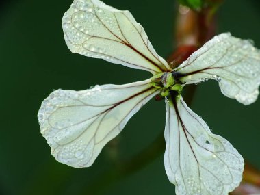 Arugula 'nın beyaz çiçeğinin üzerine yağmur damlaları (Eruca vesicaria ssp. Sebze bahçesinde, bulanık yeşil bir arka planı var.