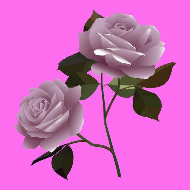 Canlı bir arka planda yeşil yapraklı iki güzel gülün vektör çizimi. Tasarım, çiçek temalı projeler veya romantik tasarımlar için ideal hale getirerek, karmaşık taç yaprakları ve dinamik bir kontrastı sergiliyor..