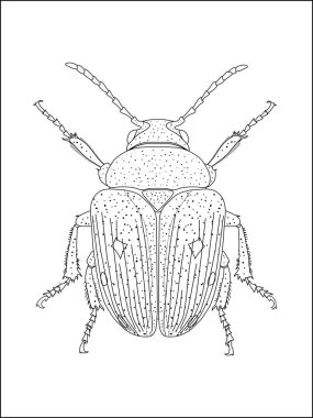 Boya sayfaları, bilimsel çalışmalar ya da dekoratif böcek tasarımları için mükemmel olan bir böceğin ayrıntılı siyah beyaz çizgisi çizimi