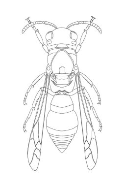 Simetrik tepeden tırnağa görünümlü bir eşekarısının ayrıntılı çizgisi çizimi, bilimsel, eğitici ve tasarım kullanımı için böcek anatomisini gözler önüne seriyor