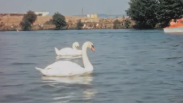 Two Swans Swimming Tranquil Waters River Thames Surrounded Lush Greenery — Stockvideo