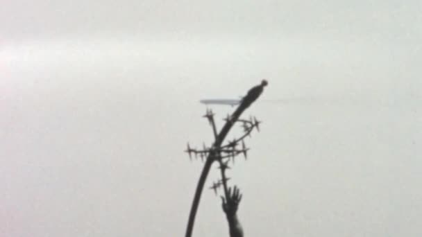 纽约法拉盛草原科罗纳公园 一架在空中与火箭投掷机相撞的飞机 一个巨大的青铜雕塑由Donald Lue设计 1965年的历史镜头 — 图库视频影像