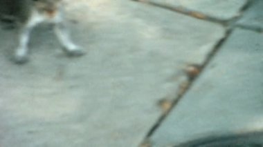 Gösterişli ve koşan bir sıçan sokaklarda geziniyor. Kıpır kıpır burnu ve tetikte gözleriyle, bu dirençli şehir kazazedesi, metropolün merkezindeki vahşi yaşama uyum sağlama yeteneğinin bir örneği. Arşiv