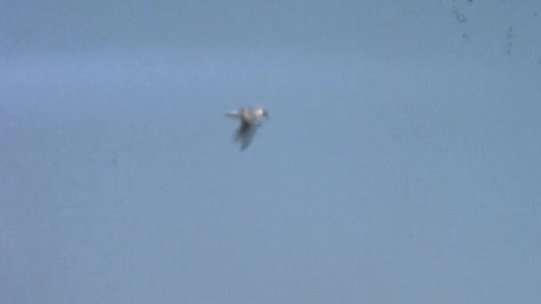 一只雄伟的鸟儿轻松自在地在蔚蓝的天空中飞翔的空中镜头 它的翅膀在灿烂的蓝天上拍打着翅膀 在迎风的时候张开了翅膀 自然和野生生物 — 图库视频影像