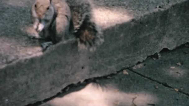 Ein Niedliches Graues Eichhörnchen Das Sich Einer Straßenecke Von Essensresten — Stockvideo