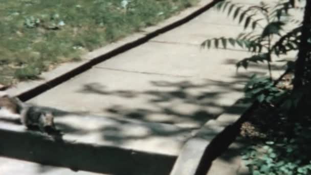 Sleek Grey Rat Pathway Its Alert Eyes Agile Creature Captured — Stock video
