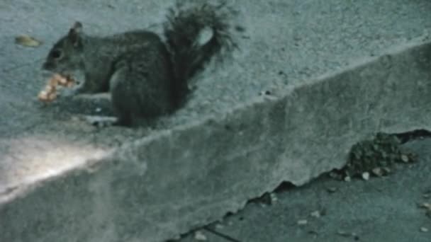 Cute Grey Squirrel Feeding Leftover Food Street Corner Nature Wildlife — Video Stock