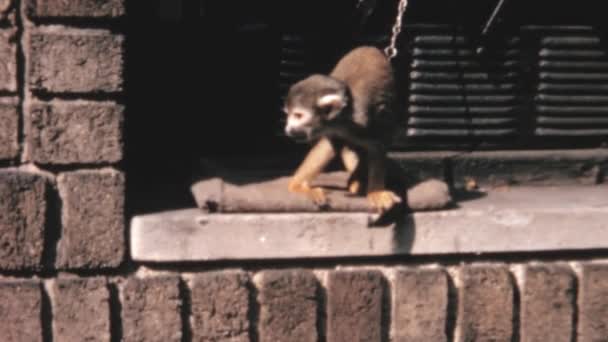 Seekor Monyet Terikat Pada Rantai Dekat Dinding Bata Queens Zoo — Stok Video