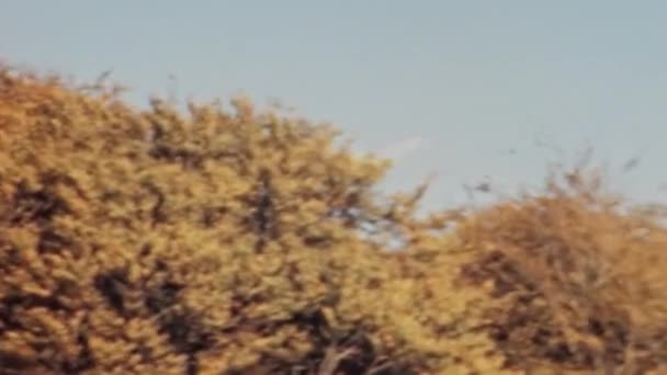Avião Histórico Leve Voando Sobre Árvores Terras Aeroporto Coutryside Slingsby — Vídeo de Stock