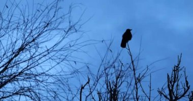 Silhouette of a black bird motionless on a tree branch on a cloudy winter day with a blue sky in the background. High quality 4k footage