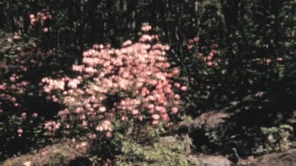 Лесной Пейзаж Пышной Зеленью Потрясающим Растением Светло Розовыми Листьями Природный — стоковое видео