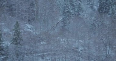 The striking image of cut tree trunks falling in a snowy forest on a cold winter morning, with snow clouds rising in the wake, evokes a sense of raw power and rugged beauty, highlighting the crucial