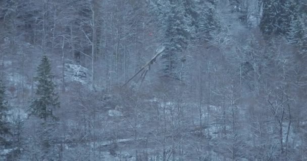 Striking Image Cut Tree Trunks Falling Snowy Forest Cold Winter — Stok video