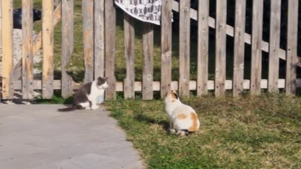 Male Domestic Cat Felis Catus Black White Sitting Female Cat — Stock Video