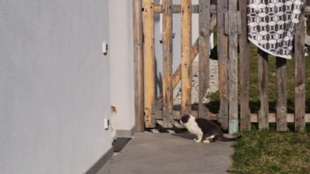 雌性家猫Felis Catus被雄性猫困在高温中试图使其受精 带有木制栅栏的现代化乡村房屋的背景 — 图库视频影像