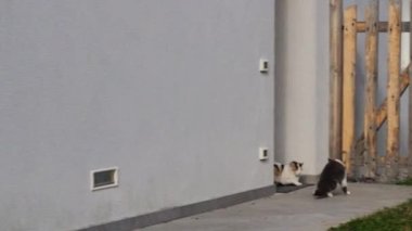 Erkek evcil kedi, Felis Catus, çiftleşmek için çiftleşmek için ateşli bir dişiye yaklaşmaya çalışıyor.. 