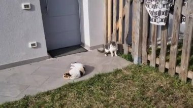 Bir erkek, aşk sezonunda seks yapmak için en uygun zamanı kollarken, kızgın kedi yerde sürünüyor ve yerde sürünüyor.