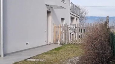 Erkek ve dişi evcil kediler, Felis Catus, seks yapmak ve üremek için en iyi zamanı beklerken birbirlerini inceliyorlar. Bir ülke ortamında geniş alan sahnesi