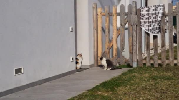 在农村的房子里 雄性猫想和雌性猫做爱的镜头很宽 Felis Catus生殖 — 图库视频影像