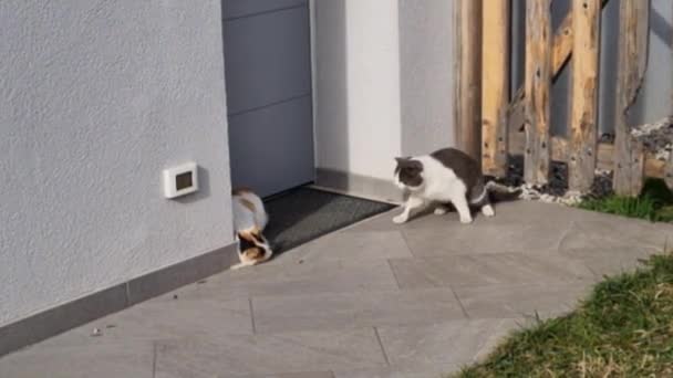 黑白相间的雄性家猫在高温下迅速接近并开始与雌性猫科动物性交 — 图库视频影像