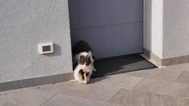 Two Domestic Cats Copulate Mating Season February Felis Catus Closeup — Stock Video
