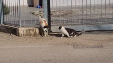 Ateşli dişi kedi bir kır evinin bahçesine girer ve peşinden çiftleşmeye ve onu döllemeye hevesli bir erkek gelir.. 