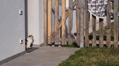 Kahverengi beyaz ve siyah kürklü ateşli kedi, onunla seks yapmak isteyen bir erkek kediden kaçmak için bir köşeye sığınır. Yüksek kalite 4k görüntü