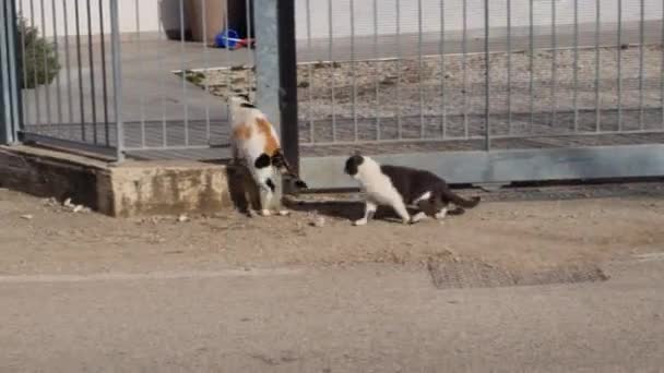 Gato Doméstico Hembra Celo Entra Jardín Una Casa Campo Seguido — Vídeo de stock
