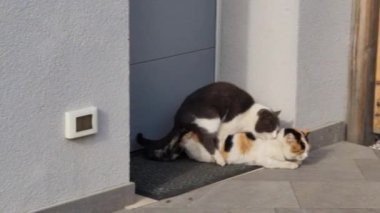 Erkek evcil kedi orgazmla cinsel ilişkiye girdikten sonra dişiden ayrılır. Vahşi yaşam videosunu kapat. Yüksek kalite 4k görüntü