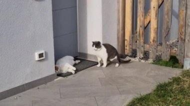 Kızışmış, siyah ve kahverengi benekli beyaz kürklü bir kedi evin paspasının üzerinde yuvarlanırken bir erkek onu gübrelemek için bekliyor. Yüksek kalite 4k görüntü