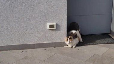 Kediler güneşli bir bahar gününde bir kır evinin kapısının önünde ürüyor. Yüksek kalite 4k görüntü