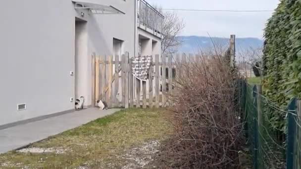 田舎家の庭で2匹の猫が浮気 男は女を相手に説得する パノラマビュー 高品質のフルHd映像 — ストック動画