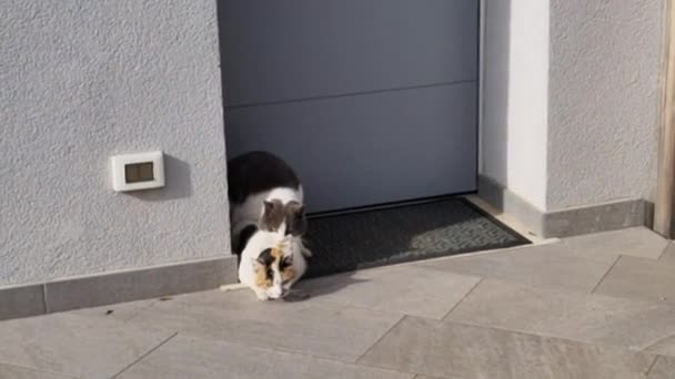 Domowe Koty Kochają Się Przed Drzwiami Wiejskiego Domu Samiec Wciąż — Wideo stockowe